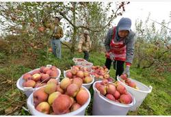 贵州威宁：高原苹果迎丰收