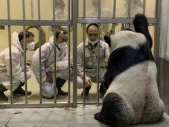 两岸专家达成共识 对赠台大熊猫“团团”以舒缓治疗为主