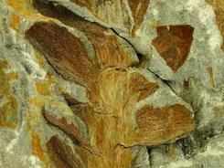 远古发现丨2.37亿年前植物界的“跨界者”，是它……