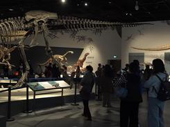 新华视点丨亚洲最大的完整恐龙化石亮相成都自然博物馆