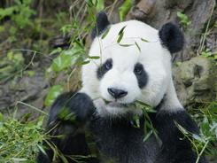国台办：对大陆赠台大熊猫“团团”病逝感到痛心和惋惜