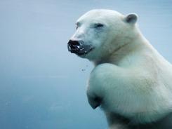 “世界北极熊之都”周边北极熊快速消亡