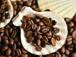 科学家分析：全球变暖情况下如何维持咖啡豆生产？