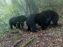 四只黑熊“亲子共游” “熊孩子”玩坏红外相机