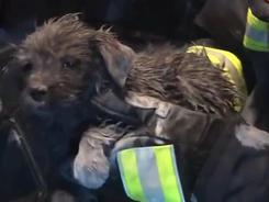 温柔的救助！消防员从火场抱出蜷缩的小狗