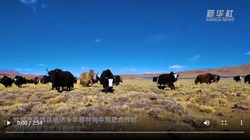 西藏：牧区合作社牦牛产业富百姓
