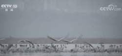 抵达贵州威宁草海湿地越冬黑颈鹤突破2000只