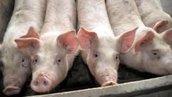 近期生猪价格过快下跌，国家发改委：必要时采取收储等措施