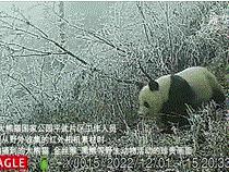 四川绵阳：大熊猫国家公园内野生动物频频“出镜”