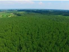“十四五”期间我国将建设国家储备林3600万亩以上