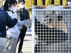 日本粉丝惜别大熊猫“永明”“樱浜”和“桃浜”