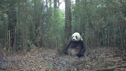 大熊猫国家公园荥经片区频现野生动物