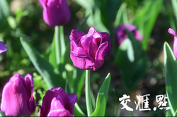 竞相开放！南京中山植物园35万余株各色花卉美不胜收