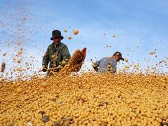 国家推出稳定今年大豆生产一揽子支持政策