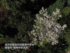 云南德宏发现国家二级保护野生植物伯乐树