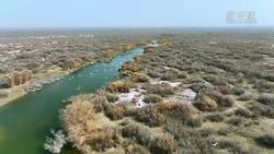 新疆塔里木河流域候鸟蹁跹 春意盎然