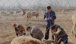 江苏大丰：国内首次，10头麋鹿前往北京完成血缘交换