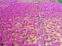 河南許昌：紫荊花開美鄉村