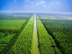 江苏盐城：1.43万亩！植树造林，“绿”风劲吹盐阜大地