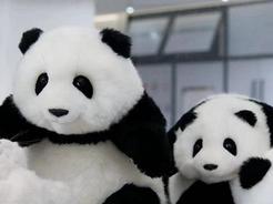 仿真熊猫玩偶热销，一只价格上千元，你会买吗？