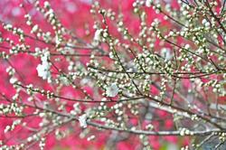 圩墩遗址公园桃花节今日开幕 花展将持续到4月5日
