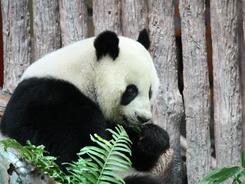 中国旅泰大熊猫“林惠”去世