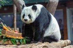 旅泰大熊猫林惠不幸离世，中泰专家将联合调查死因