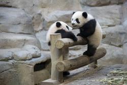 旅法大熊猫，为中法友谊注入活力