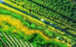 江苏射阳：做好植树造林文章，发展绿色生态产业