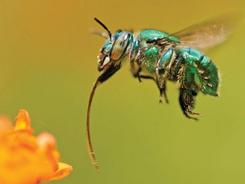 科普：雄性兰花蜂收集香味物质吸引雌性