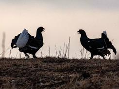 大兴安岭：国家一级保护动物黑琴鸡开始觅偶搏击