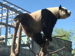 大熊猫萌兰表演空中一字马