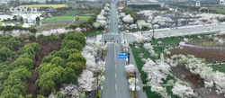 浙江平湖：樱花盛开 吸引大量游客赏花游玩