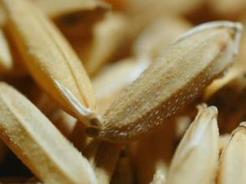 中国农科院水稻种质资源精准鉴定取得新进展