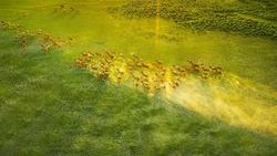 江苏盐城：条子泥湿地野生麋鹿增至近900头