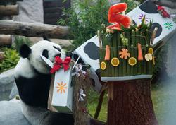 旅俄大熊猫生活滋润 准备“第一次亲密接触”