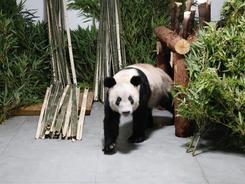 大熊猫“丫丫”平安回到北京动物园