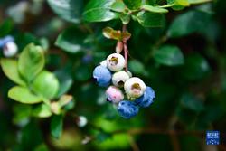 贵州麻江蓝莓开始采摘