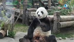 全球连线|沉浸式观看旅俄大熊猫“吃播”