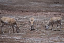 “高原精灵”藏羚羊年度迁徙产仔季开启