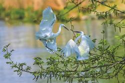 江苏盐城：保护“国际湿地”自然生态之美，绽放“沿海绿城”新活力