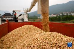 贵州正安：小麦收获忙
