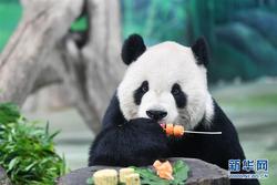 上海野生动物园：熊猫七七肠梗阻手术后已基本康复