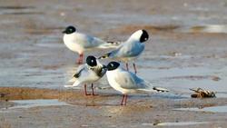 江苏盐城：条子泥湿地打造鸟兽共生“新样本”