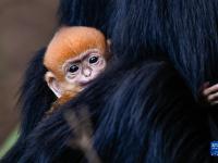 貴州麻陽河國家級自然保護區里的黑葉猴