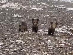 三只小棕熊“跋山涉水”找妈妈，结果……