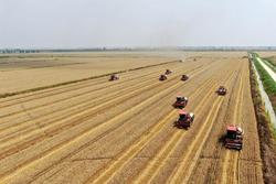 中国耕好“无形良田”保障粮食安全 