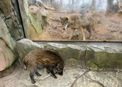 红山动物园“打工猪”上线，上班地点：熊馆、虎馆、狼馆……
