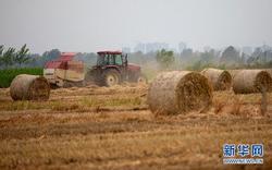 创历史新高！江苏夏季麦秸秆还田达3207万亩，还田率超87%
