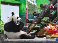 大熊貓“如意”和“丁丁”在莫斯科慶祝生日